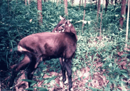 Meet the Saola — The Rarest Land Mammal on Earth