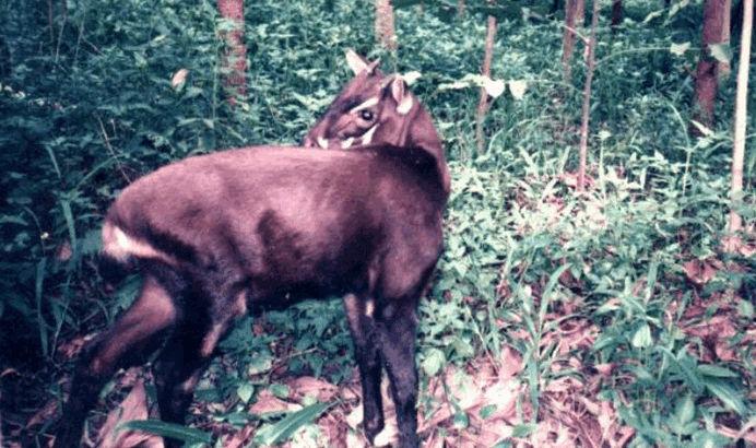 Meet the Saola — The Rarest Land Mammal on Earth