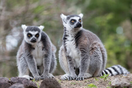 How Lemurs Are Holding On in Madagascar