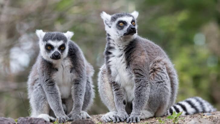 How Lemurs Are Holding On in Madagascar