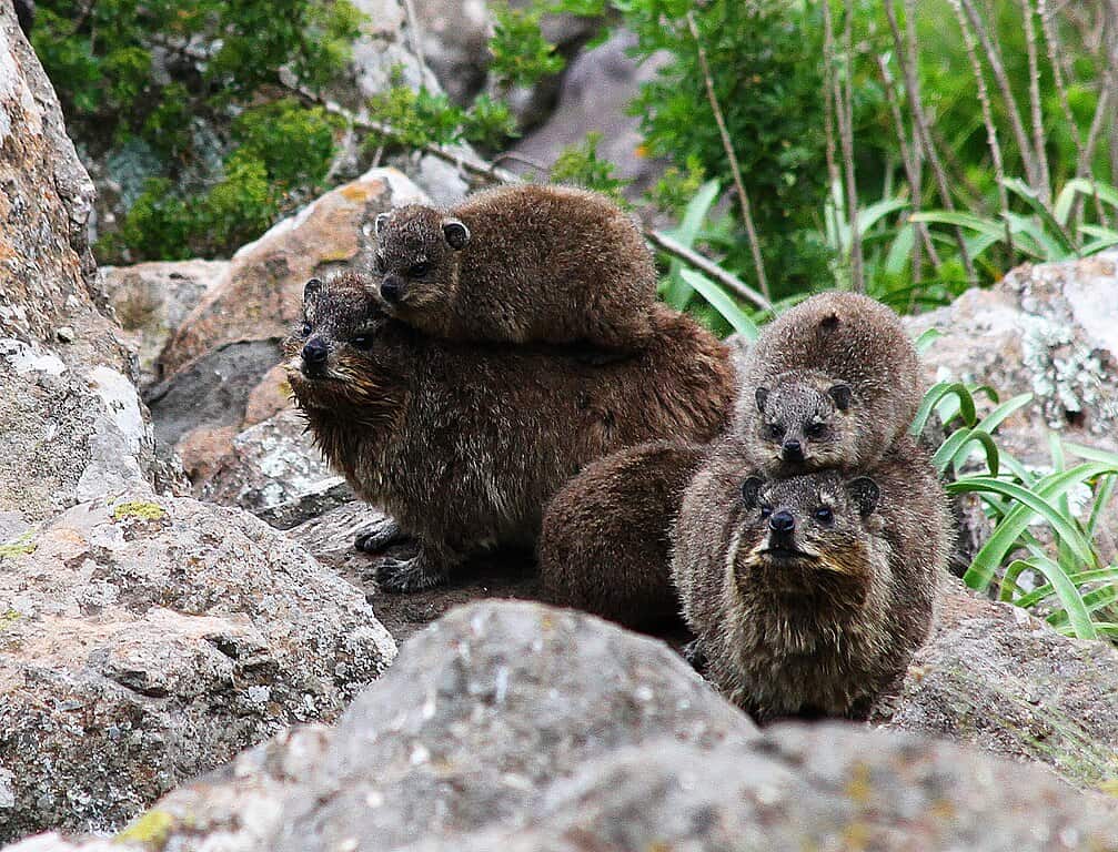 Rock Hyraxes