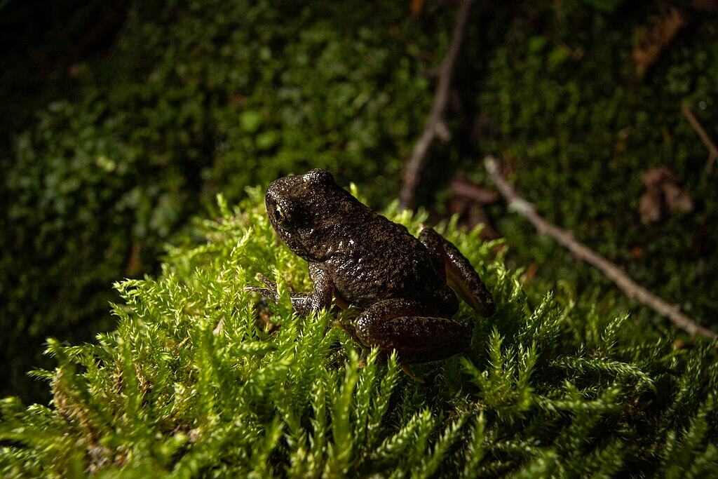 Rocky Mountain Tailed Frog