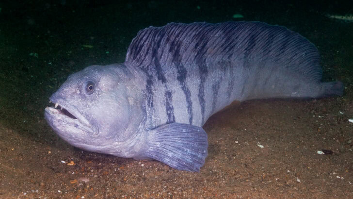 This Fish Looks Just Like a Raptor