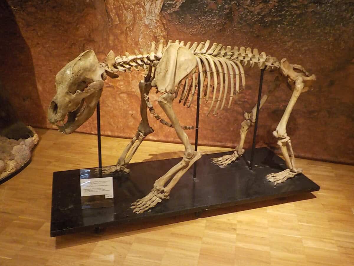 Ursus spelaeus skeleton