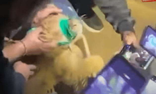 Lion Cub Snatched from Mother and Abused for TikTok Finally Reaches Sanctuary in Africa