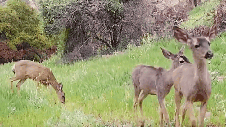 Left Alone by Humans Nature Comes Home Again After California Fires