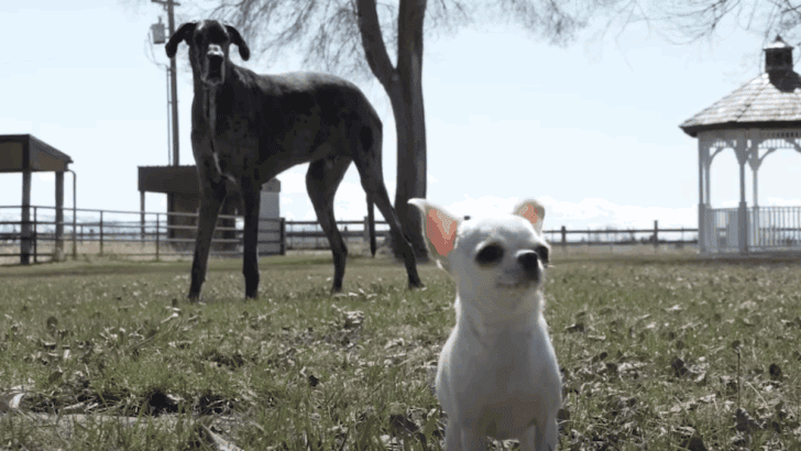 The Tallest and Smallest Dogs in the World Just Became Best Friends
