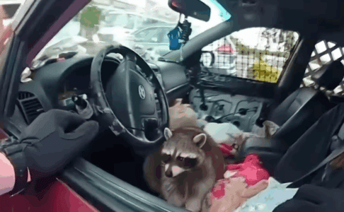 Raccoon Caught Holding Meth Pipe During Ohio Traffic Stop Becomes Viral Sensation