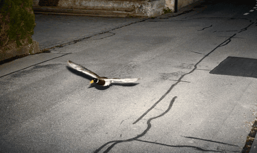 Flying Duck Caught in Swiss Speed Trap&mdash;Again