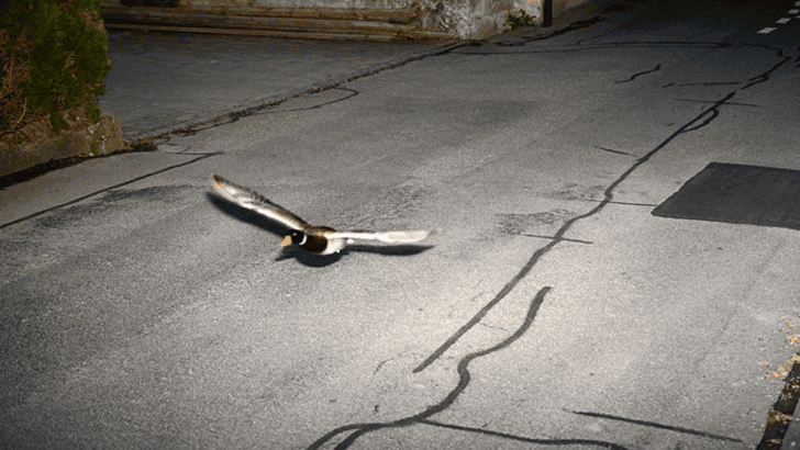 Flying Duck Caught in Swiss Speed Trap—Again