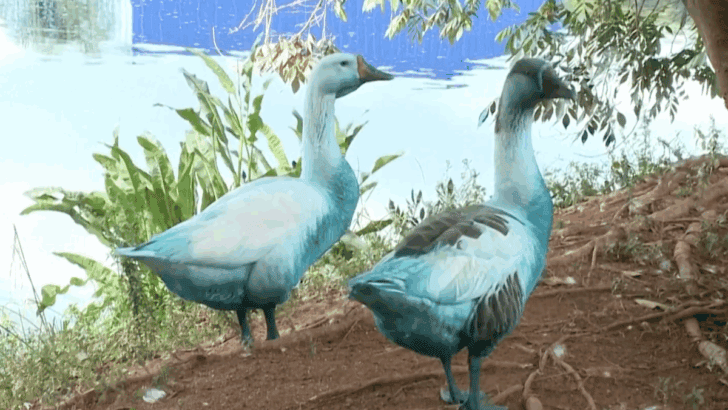 São Paulo’s Blue Wildlife As A Result Of A Chemical Spill
