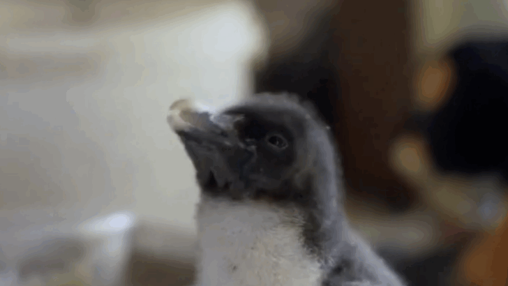 Tiny Penguin Chick Named Noisy Hand-Reared to Save Its Species