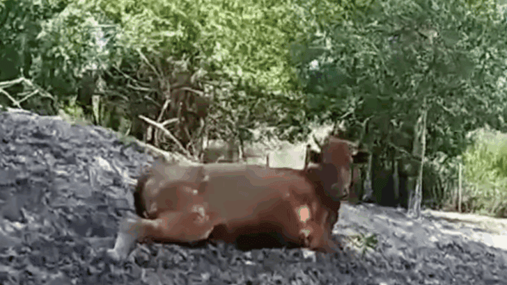 Pregnant Cow Fatally Shot by Neighbor