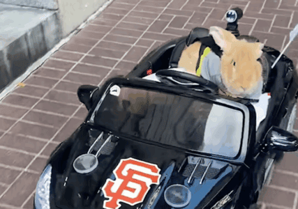 Giant Bunny Alex the Great Wins Hearts in His Custom Mercedes