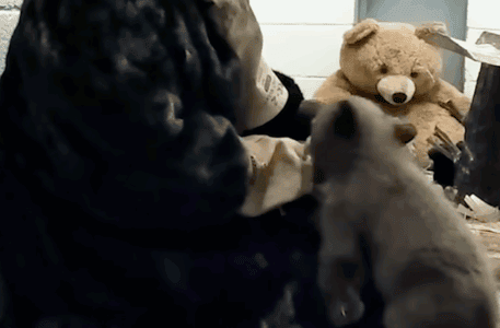 Rescued Bear Cub Raised by Humans in Bear Costumes to Prepare for Life in the Wild