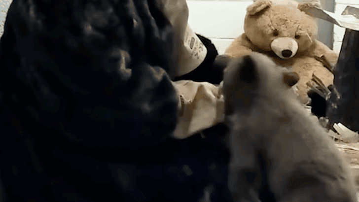 Rescued Bear Cub Raised by Humans in Bear Costumes to Prepare for Life in the Wild