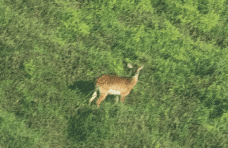 First-Ever Photo of Critically Endangered Upemba Lechwe Offers New Hope for &lsquo;Forgotten Antelope&rsquo;