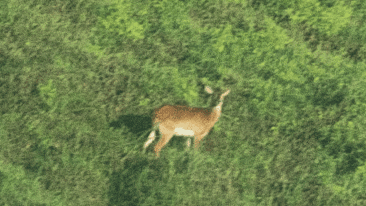 First-Ever Photo of Critically Endangered Upemba Lechwe Offers New Hope for ‘Forgotten Antelope’