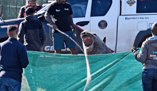 2-Ton Elephant Seal Takes a Stroll Through South African Suburb