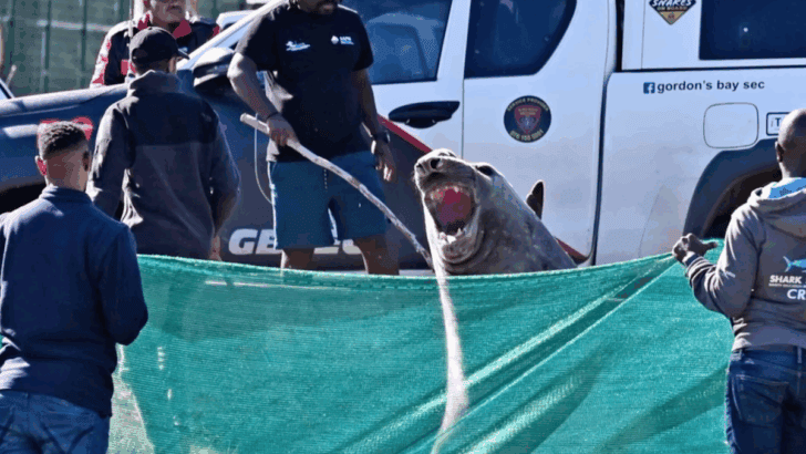 2-Ton Elephant Seal Takes a Stroll Through South African Suburb