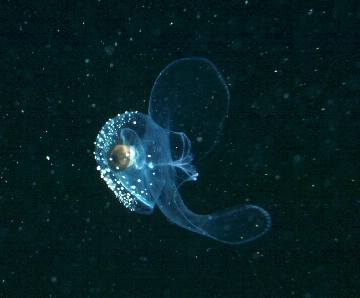 Sea butterfly.