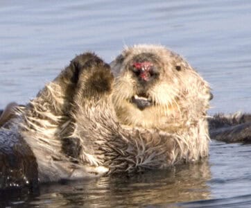 Otters Sleep Holding Hands and Scientists Think They Know Why