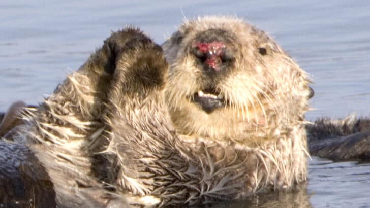 Otters Sleep Holding Hands and Scientists Think They Know Why