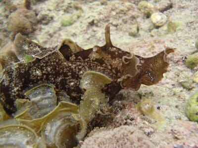 Animals That Survive on Only Air and Light