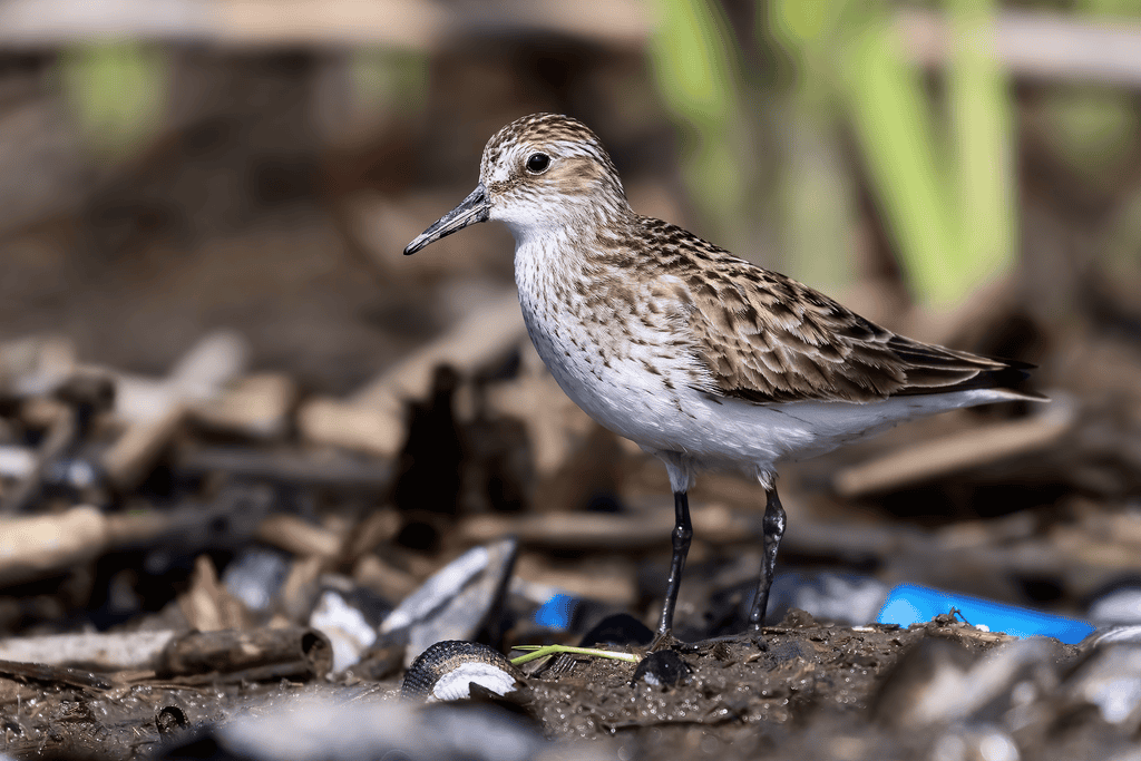 Shorebird