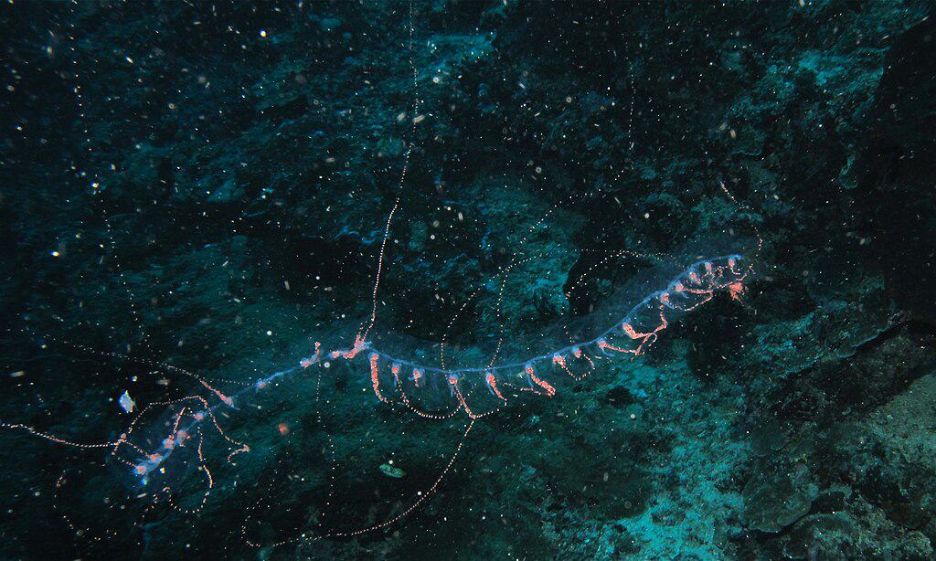 Siphonophore