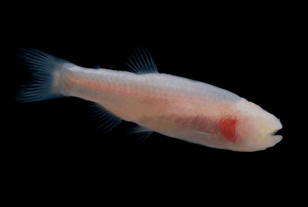 Brazilian Blind Characid