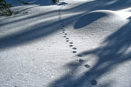 Beginner’s Guide to Identifying Animal Tracks