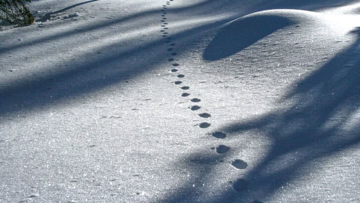 Beginner’s Guide to Identifying Animal Tracks