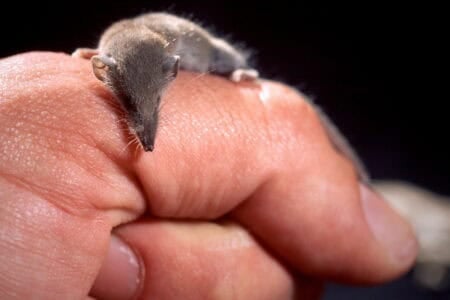 Could the World’s Smallest Mammal Fit on Your Fingertip?