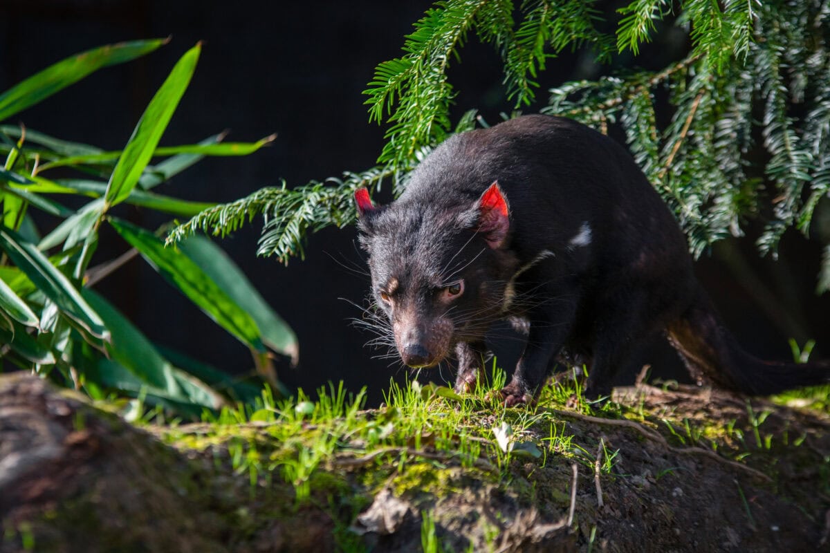 Tasmanian devil