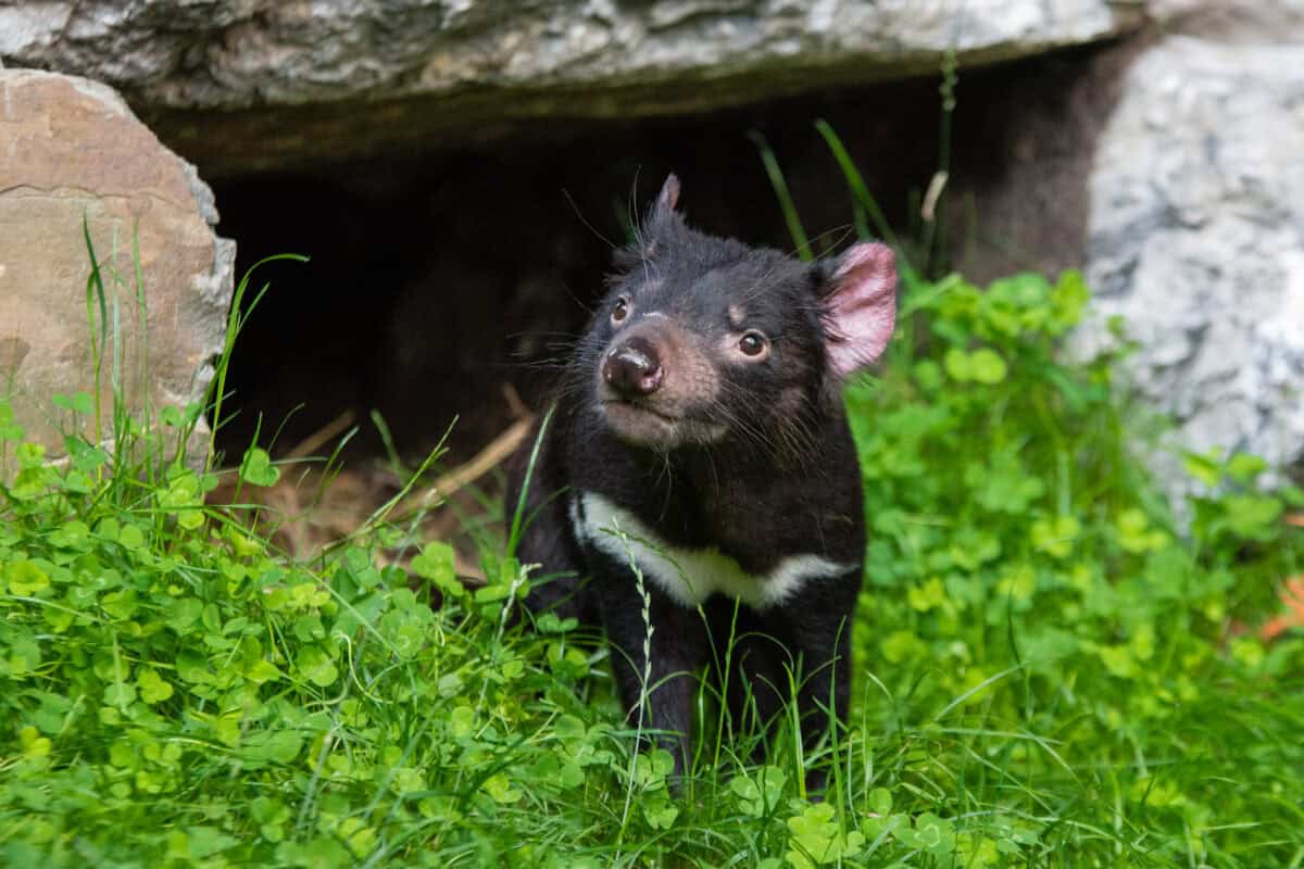 Tasmanian devil