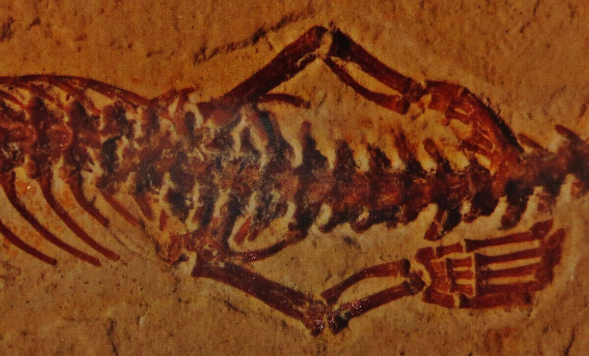 Tetrapodophis