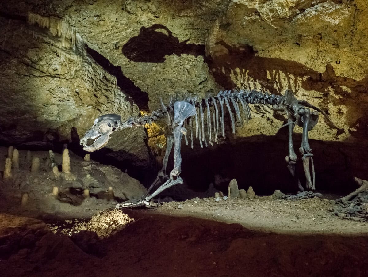 Ursus spelaeus skeleton