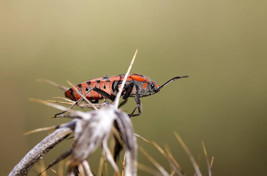 Thorn Bug