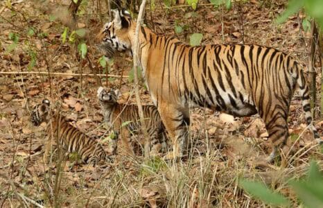 Why You Should Never Try to Photograph a Tiger Up Close
