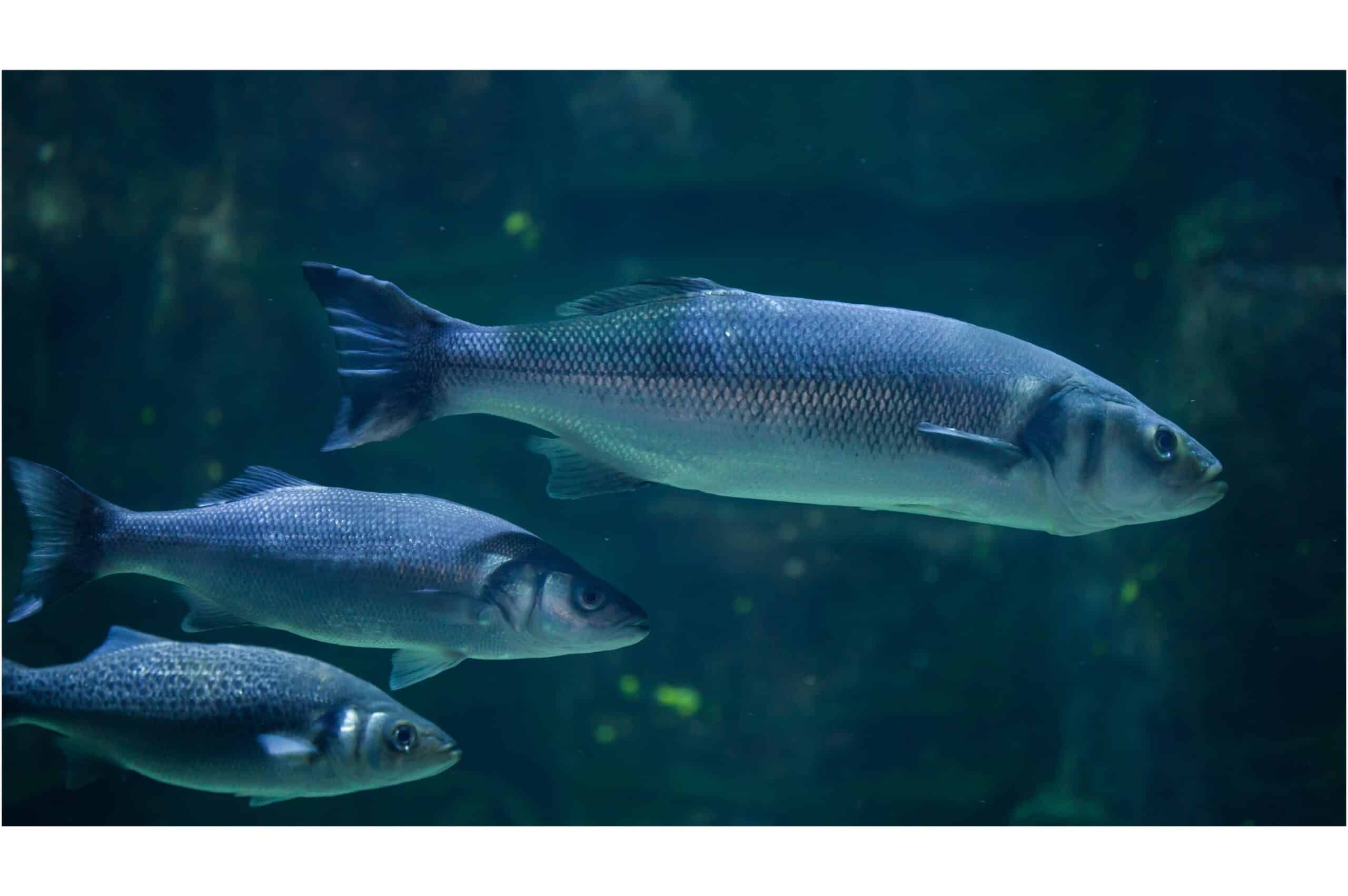 fish
