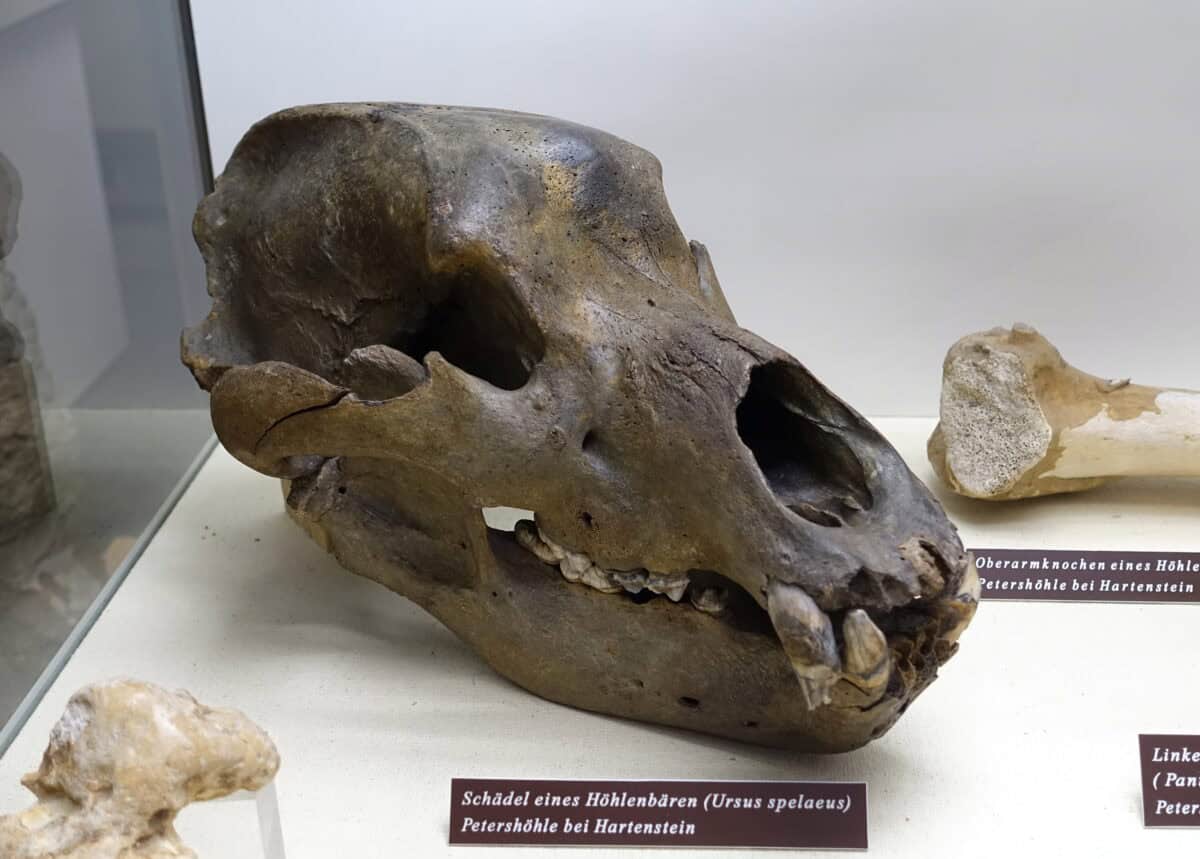 Ursus spelaeus skull