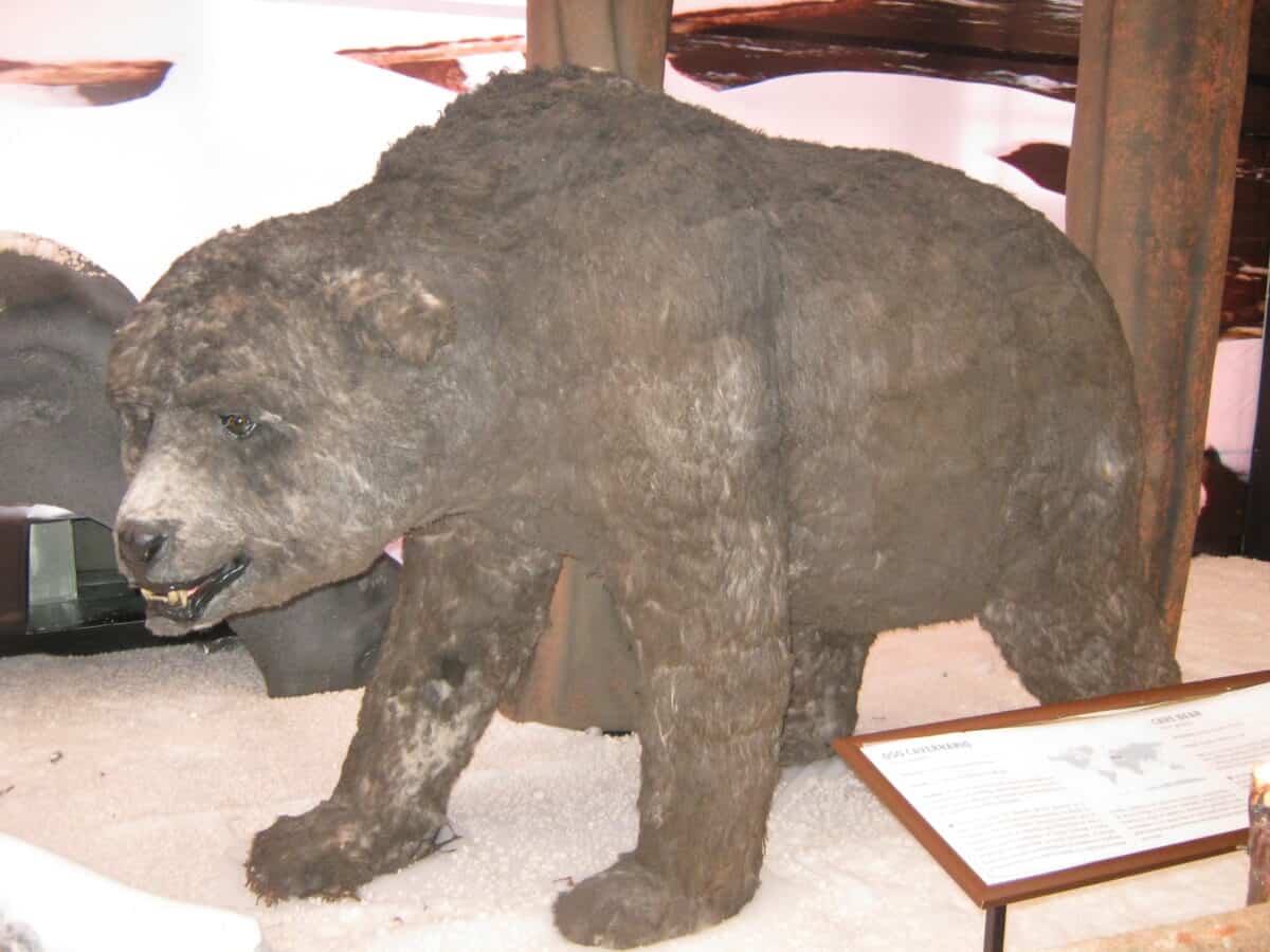 Ursus spelaeus