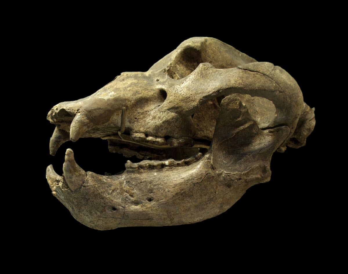Ursus spelaeus skull