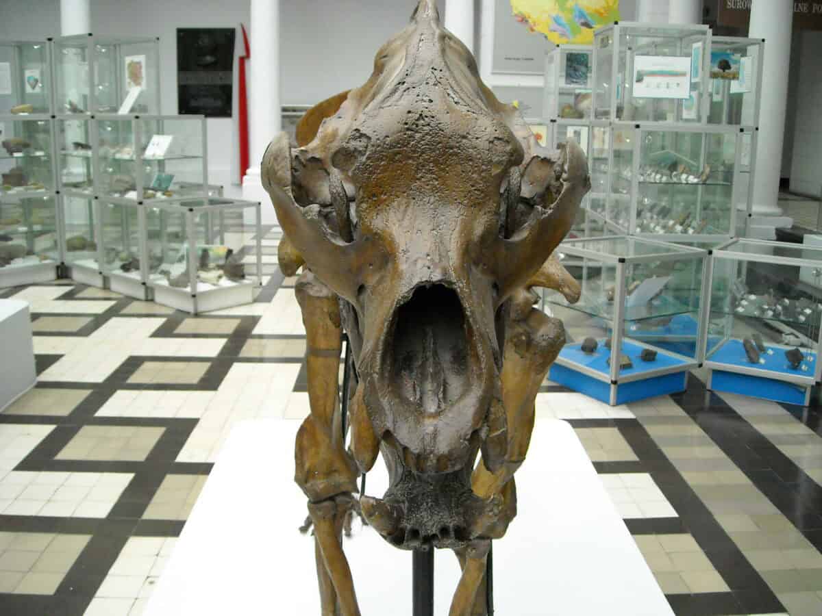 Ursus spelaeus skeleton