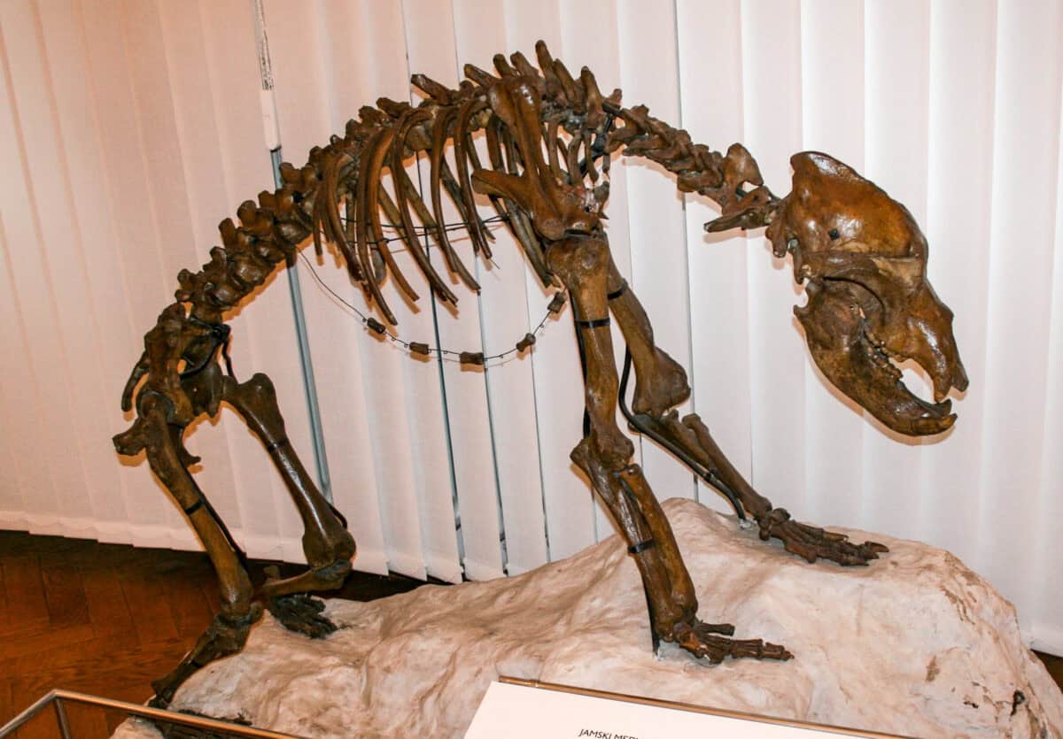 Ursus spelaeus skeleton