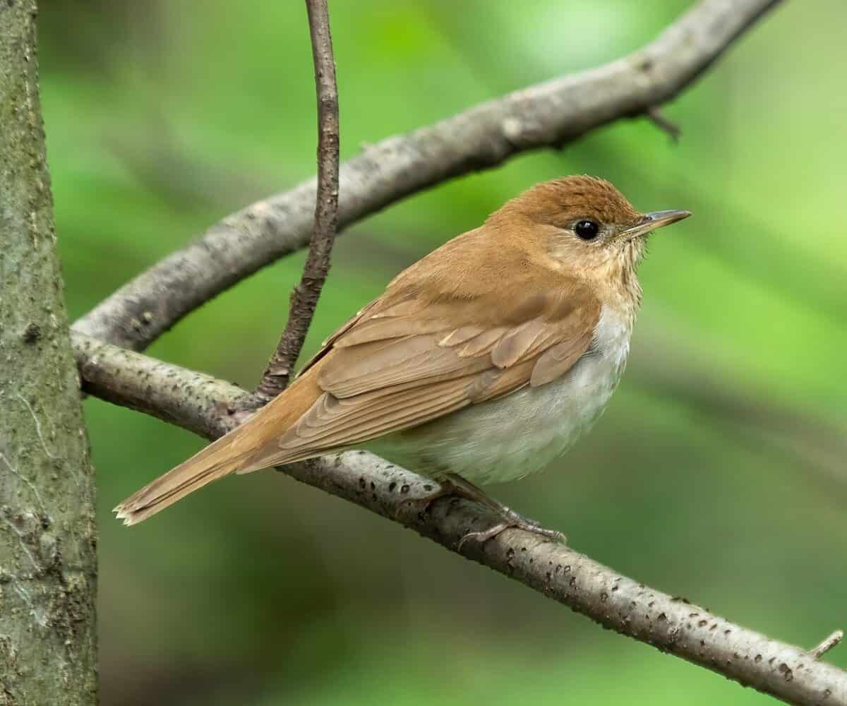 veery