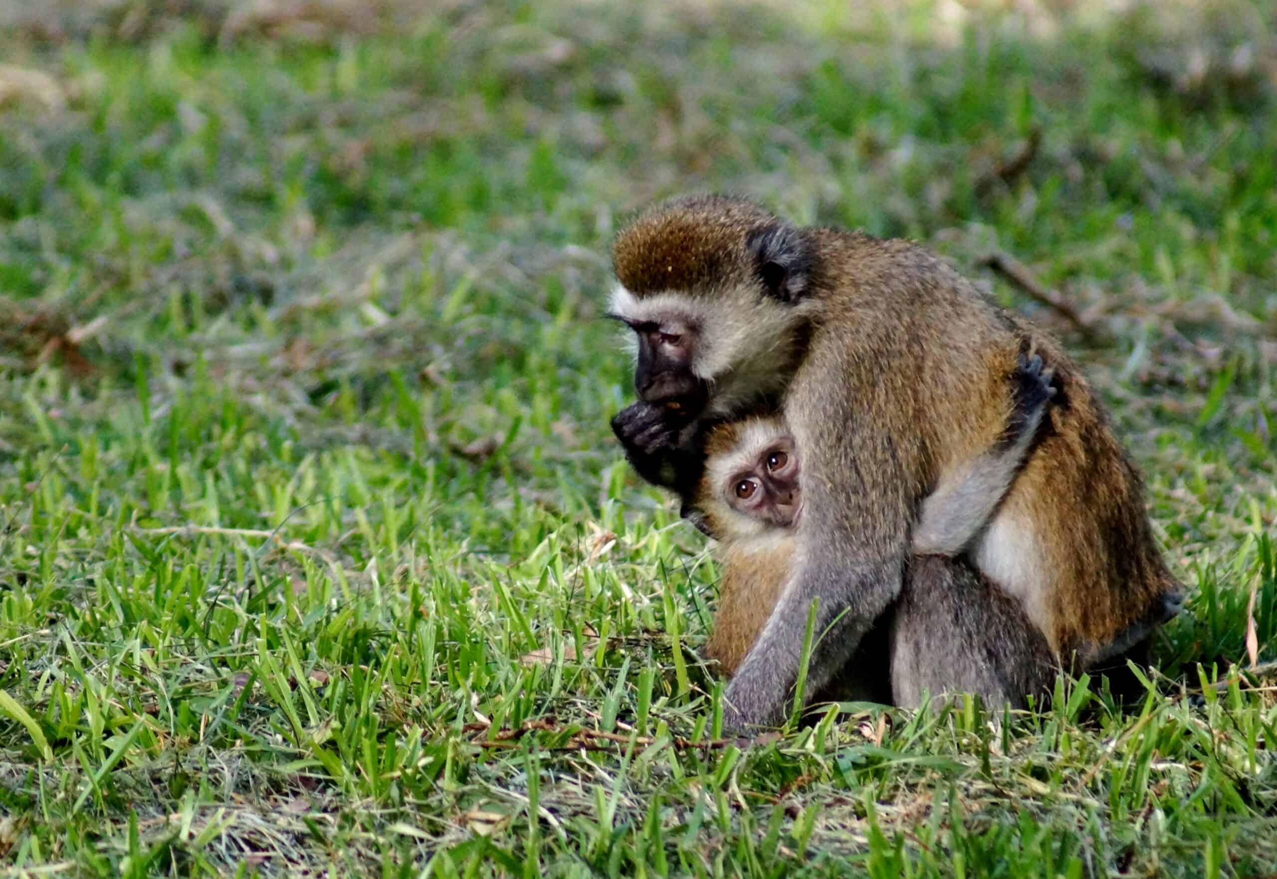 Monkey