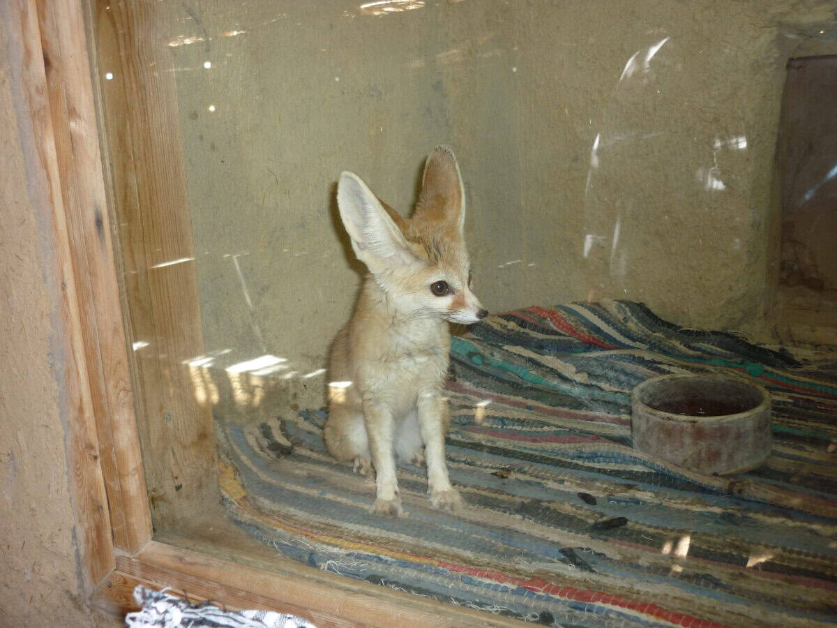 Rüppell's Fox