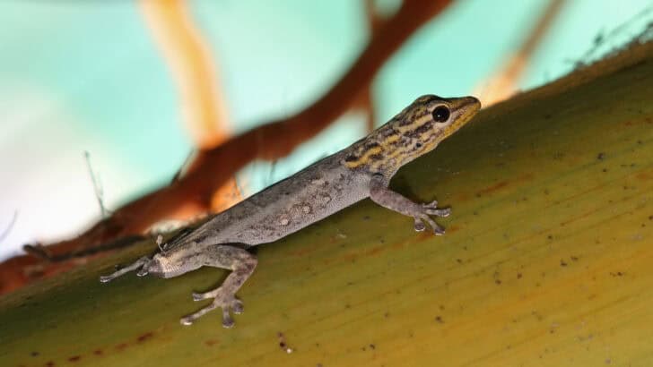 What Happens When Lizards Lose Their Tails?